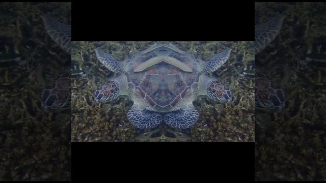 Snorkeling Nilaveli Trincomalee Sri Lanka смотреть онлайн