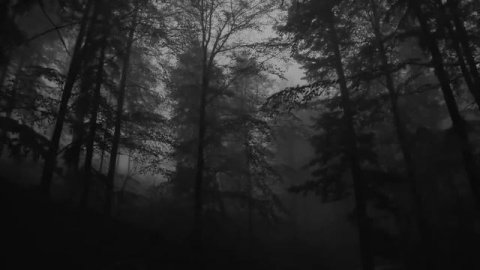 Лес, туман 🌲, дождь, раскаты грома, туманный лес