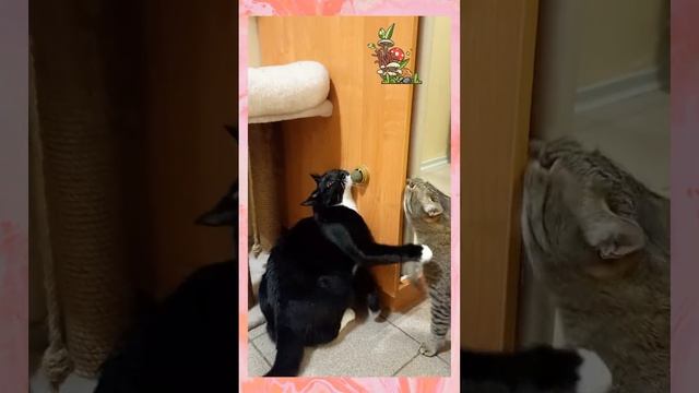 Коты и леденец с кошачьей мятой. смотреть онлайн