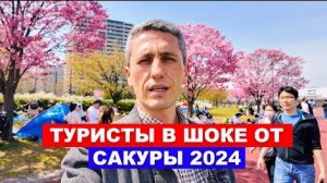 Почему туристы в шоке от Сакуры 2024 Японская аномалия