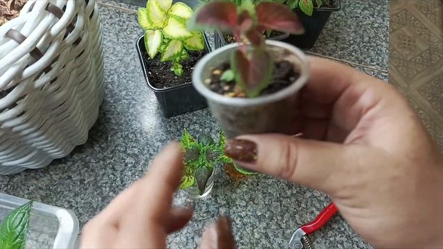 Колеус😊 черенкую, обрезаю что бы был пышный кустик. смотреть онлайн