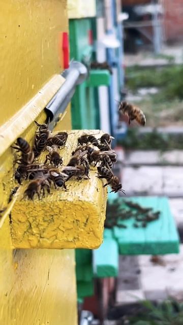 Осень на пасеке.