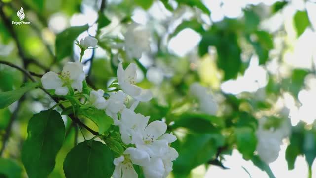 Нежная Музыка, Успокаивающая Нервную Систему И Радующая Душу 🌿 Музыка Лечит Сердце