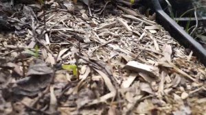 Как всходят клены Китайский, татарский, приречный и белый явор. Клены из семян