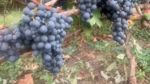 #ВиноградникЕлисеевых Шираз Карминер Санджовезе