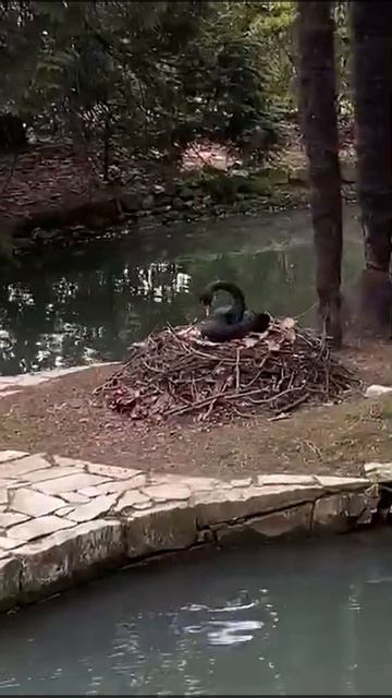 Пара черных лебедей смотреть онлайн