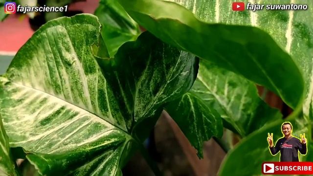 Di Gantung aja, SYNGONIUM PODOPHYLLUM || Tumbuh subur