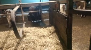 Маститы в холодном коровнике