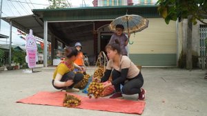 Harvesting Lychee Fruit Goes To Countryside Market Sell, Make Lychee Syrup | Free Bushcraft