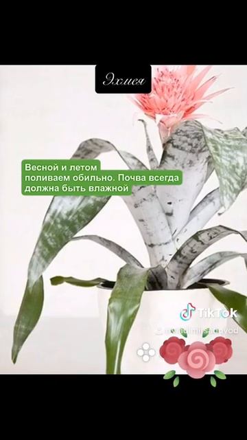 Эхмея смотреть онлайн