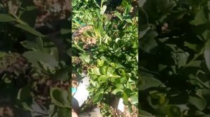 Созревание голубики в средней полосе