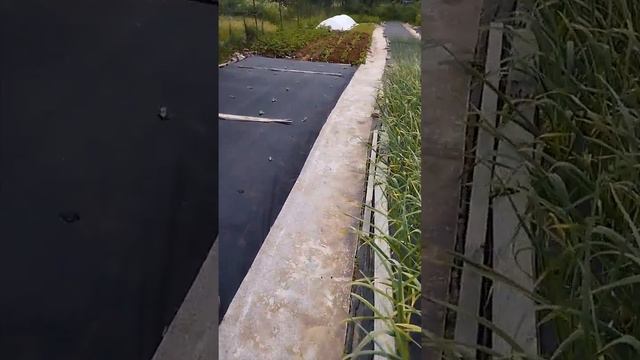 Как увеличиваем урожайность картофеля.31 мая 2024 г. смотреть онлайн