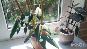 Подборка хойи 🏠🍀🪴Viola/caudatа silver/Meredithii Green/ finlaysonii и другие