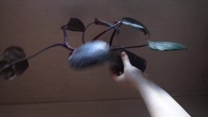 филодендрон розовая принцесса