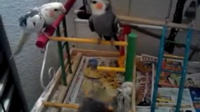 Fight w Lemonade and Papaya! смотреть онлайн