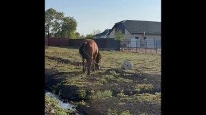 Продаю тяжеловоза