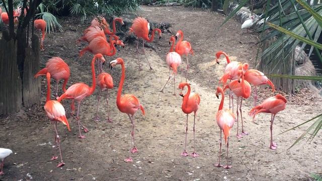 Tampa's Lowry Park Zoo красный фламинго