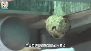 马蜂窝能有多夸张？如何安全地捅马蜂窝？How exaggerated can a hornet's nest be? How to safely remove a hornet's nest?