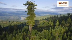 МИР РАСТЕНИЙ