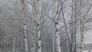Иней и снег в феврале. Зимняя красота Вятского леса.