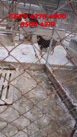 Помогите накормить животных!
