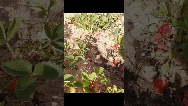 Красотка! С добрым утром! С привкусом клубники! 💕🌷🌷🌷🌺🌺❤️❤️💐💐❤️🌺🌷🌷 смотреть онлайн