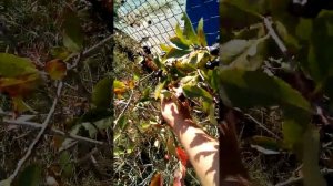 собираю черноплодную рябину