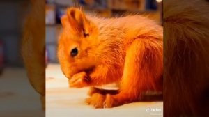 Как два друга спасли белку