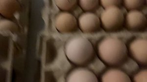 Кормление цыплят в 1 месяц