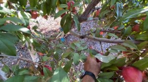 SPICE ZEE Nectaplum -The Perfect Fruit?? Hybrid Fruit Harvest and Taste Test!😋