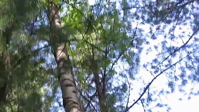 Рябинник и белка смотреть онлайн