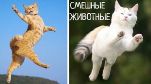 ПРИКОЛЫ С КОТАМИ. ПРИКОЛЫ С КОТАМИ! САМЫЕ СМЕШНЫЕ КОТИКИ! ПОПРОБУЙ НЕ ЗАСМЕЯТЬСЯ!