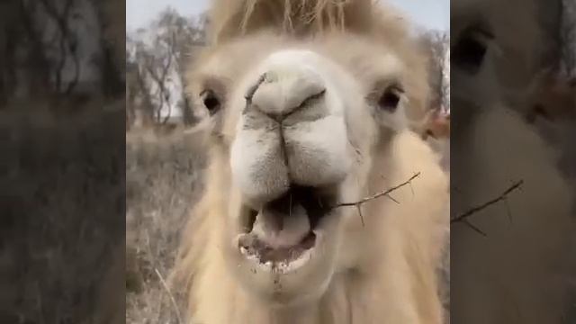 верблюд и саксаул смотреть онлайн