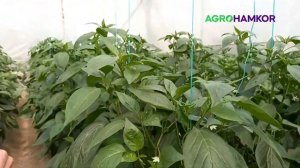 Shakira navli achchiq qalampir