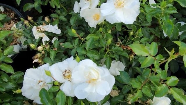 Rosa Flower Carpet White At Prides Corner Farms