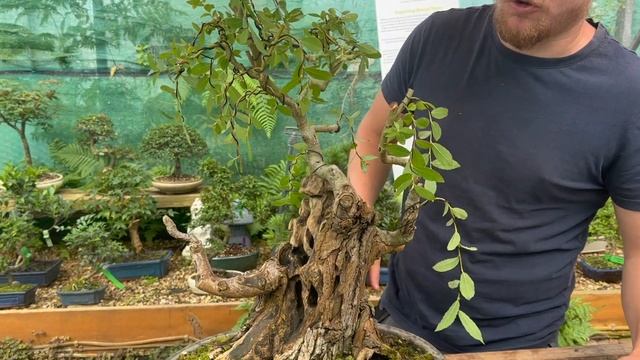 Weeping Willow Bonsai - How to grow and make bonsai trees from Salix. Pruning and Wiring смотреть онлайн