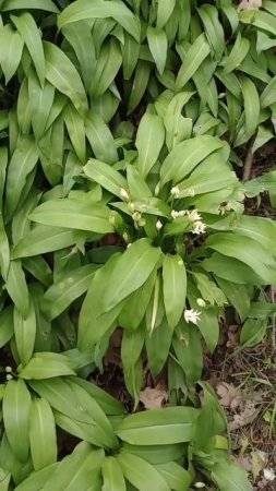 first wild garlic buds .in my local forest .