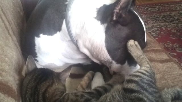 Kevin morski krastavac смотреть онлайн