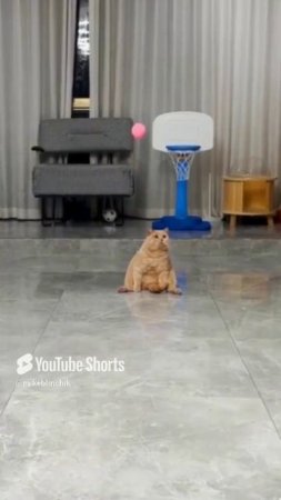 Я и спорт, наглядно🤣 #funnyshorts #funnyvideo #subscribe #funnymoments #funnyvideos #fun