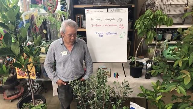 GROWING LESS COMMON TROPICAL FRUIT | LIVESTREAM