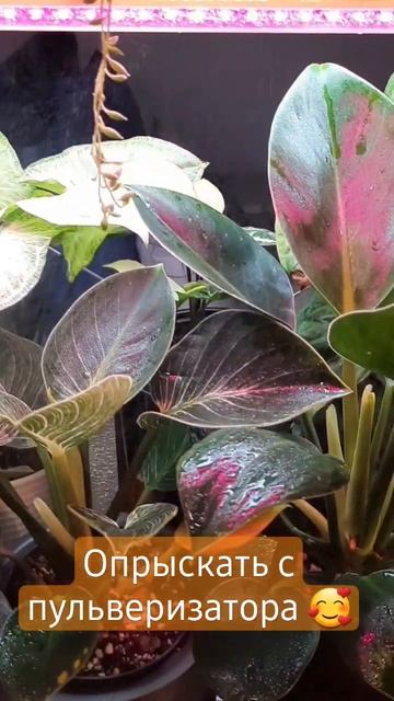 Как повысить влажность для растения ❓️ #комнатныерастения #растения #влажность #опрыскивание #цветы смотреть онлайн