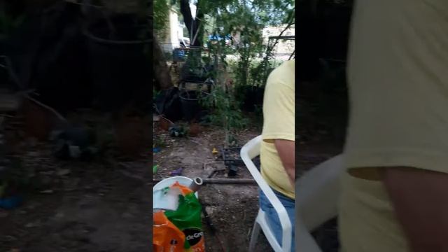 Planting Dragon Fruit for root stock смотреть онлайн