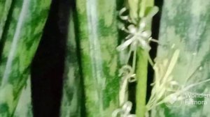 Sansevieria trifasciata ‘Wintergreen' inflorescence