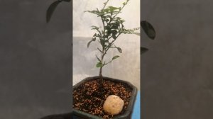 Карликовая Мурайя ч. § 1 от 24.01.80.