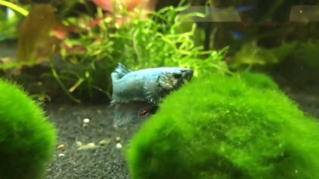 Rybička, ktorá mení farby ;) смотреть онлайн