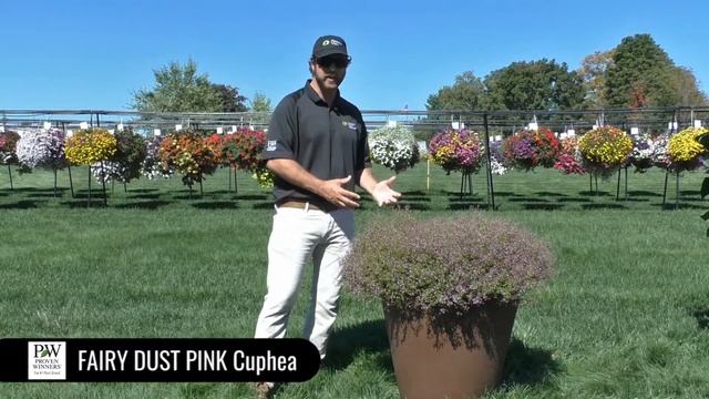 Dig Deep: Fairy Dust Cuphea смотреть онлайн