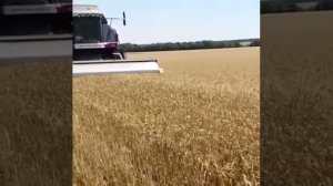 Очёсывающая жатка ОЗОН 6м И ВЕКТОР, Ставропольский край