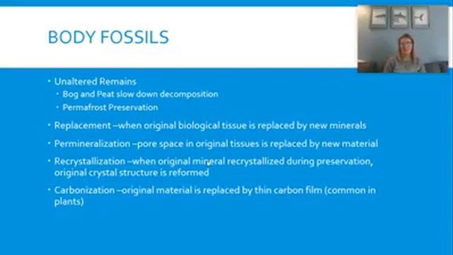 Fossils and Shark Teeth