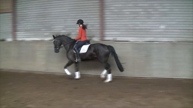 Hydelin E (Charmeur x Ferro) SOLD смотреть онлайн