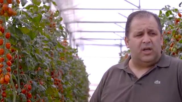 Pomodoro Datterino: più reddittività, più qualità, più gusto /// Seminis by Bayer смотреть онлайн